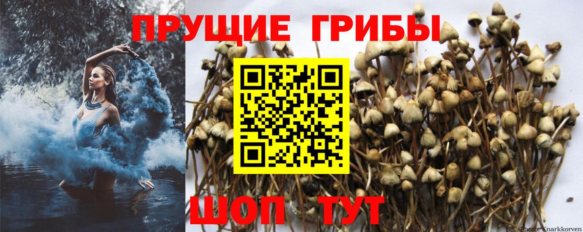 Галлюциногенные грибы прущие грибы Тавда